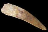 Spinosaurus Tooth - Real Dinosaur Tooth #143353-1